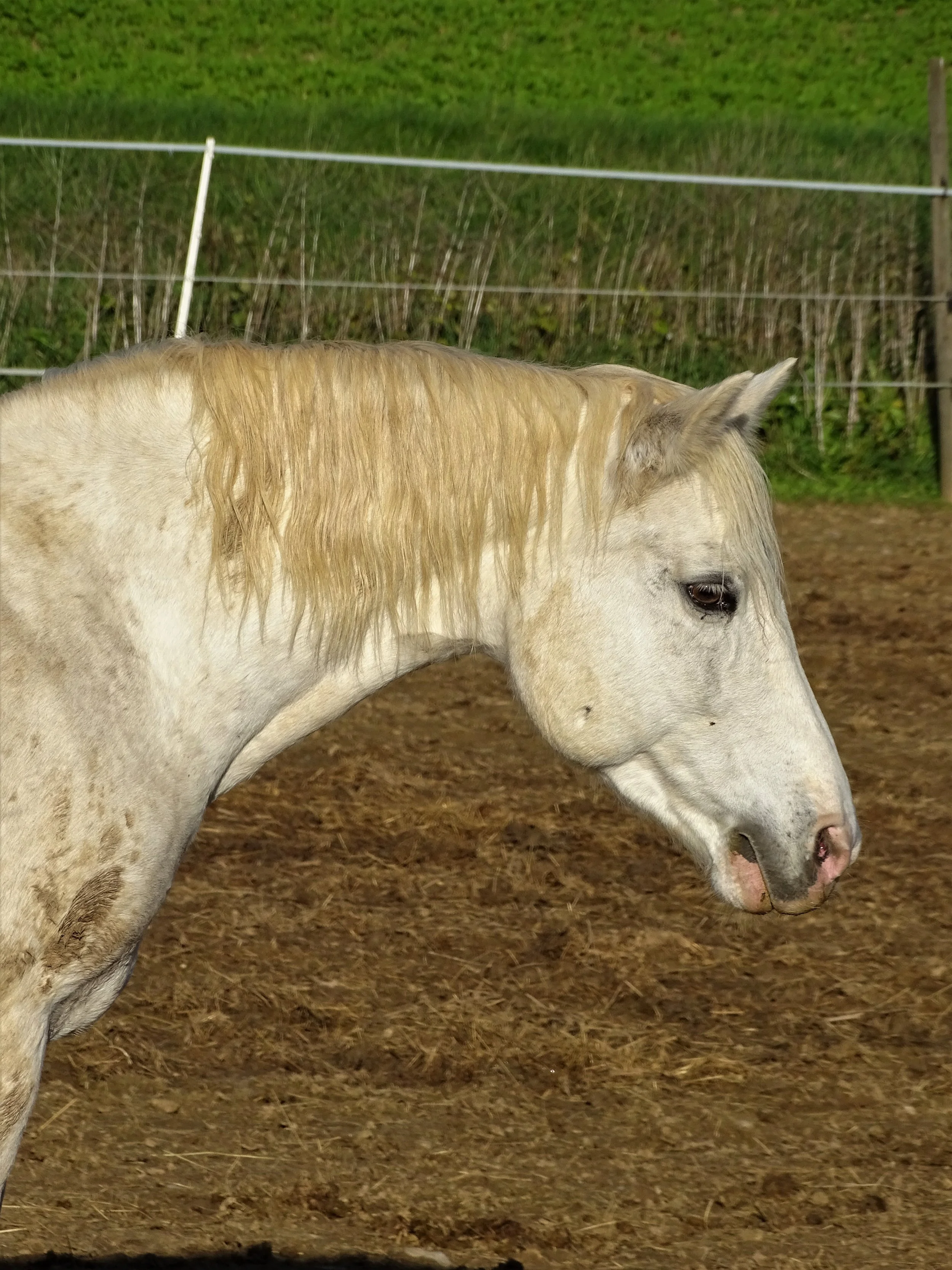 Halluna