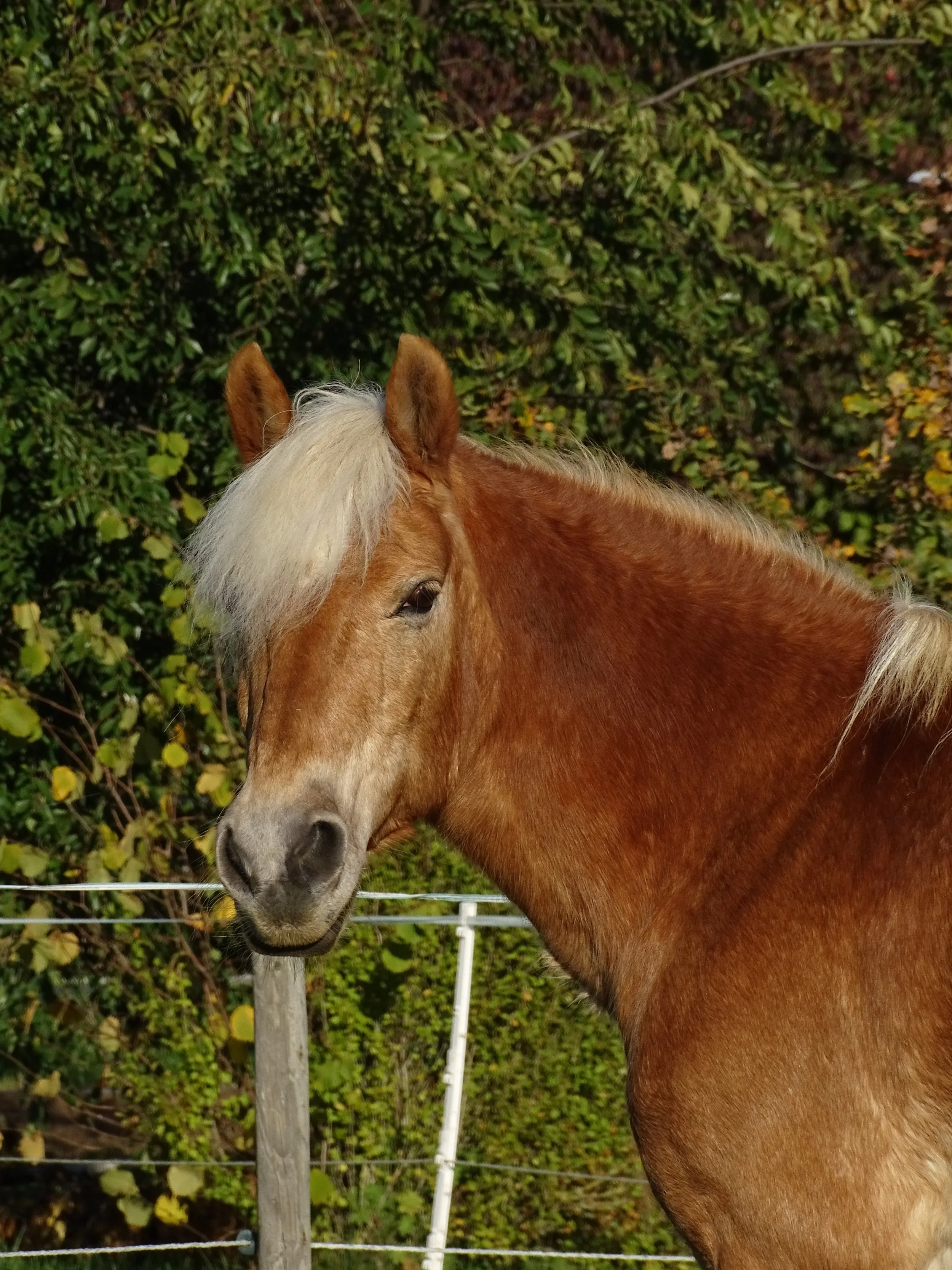 Manilo