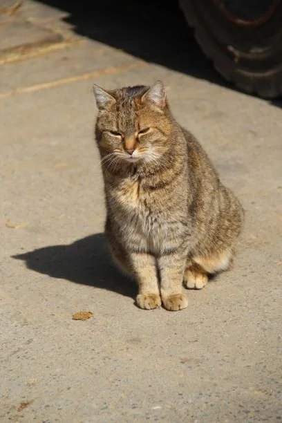 Misti