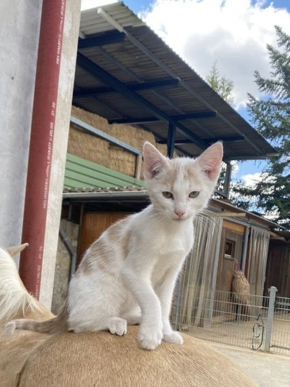 Simba